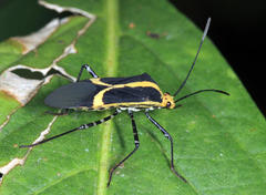 Hypselonotus linea
