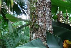 Chironius bicarinatus