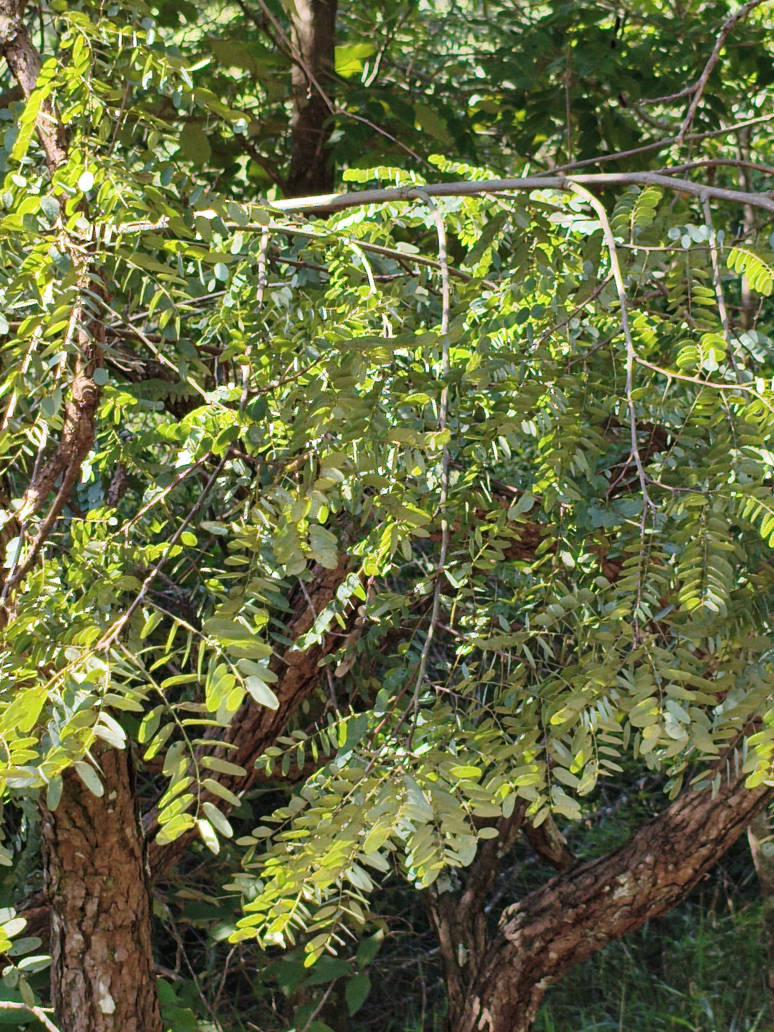 Imagem de Caviúna-do-cerrado