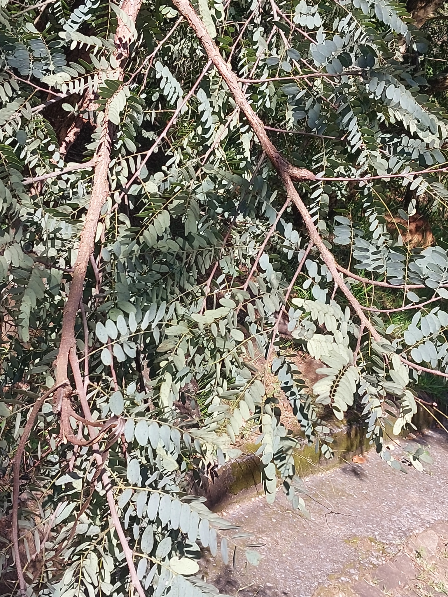 Imagem de Caviúna-do-cerrado