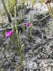 Amphithalea biovulata