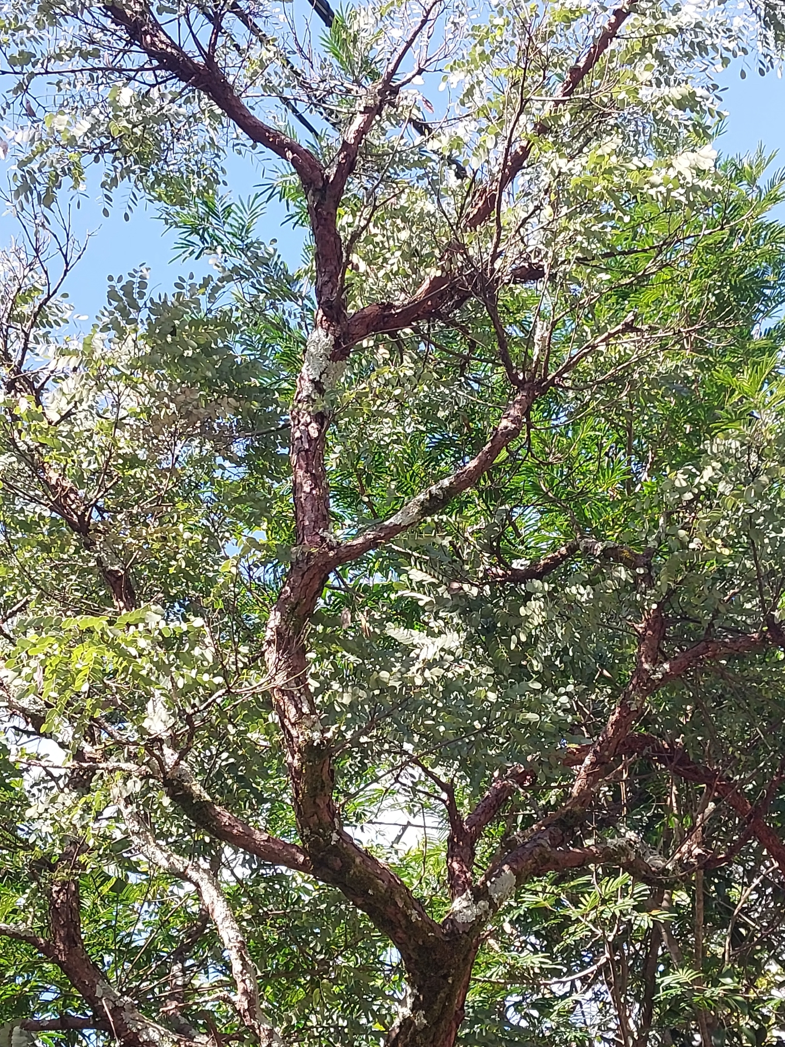 Imagem de Caviúna-do-cerrado