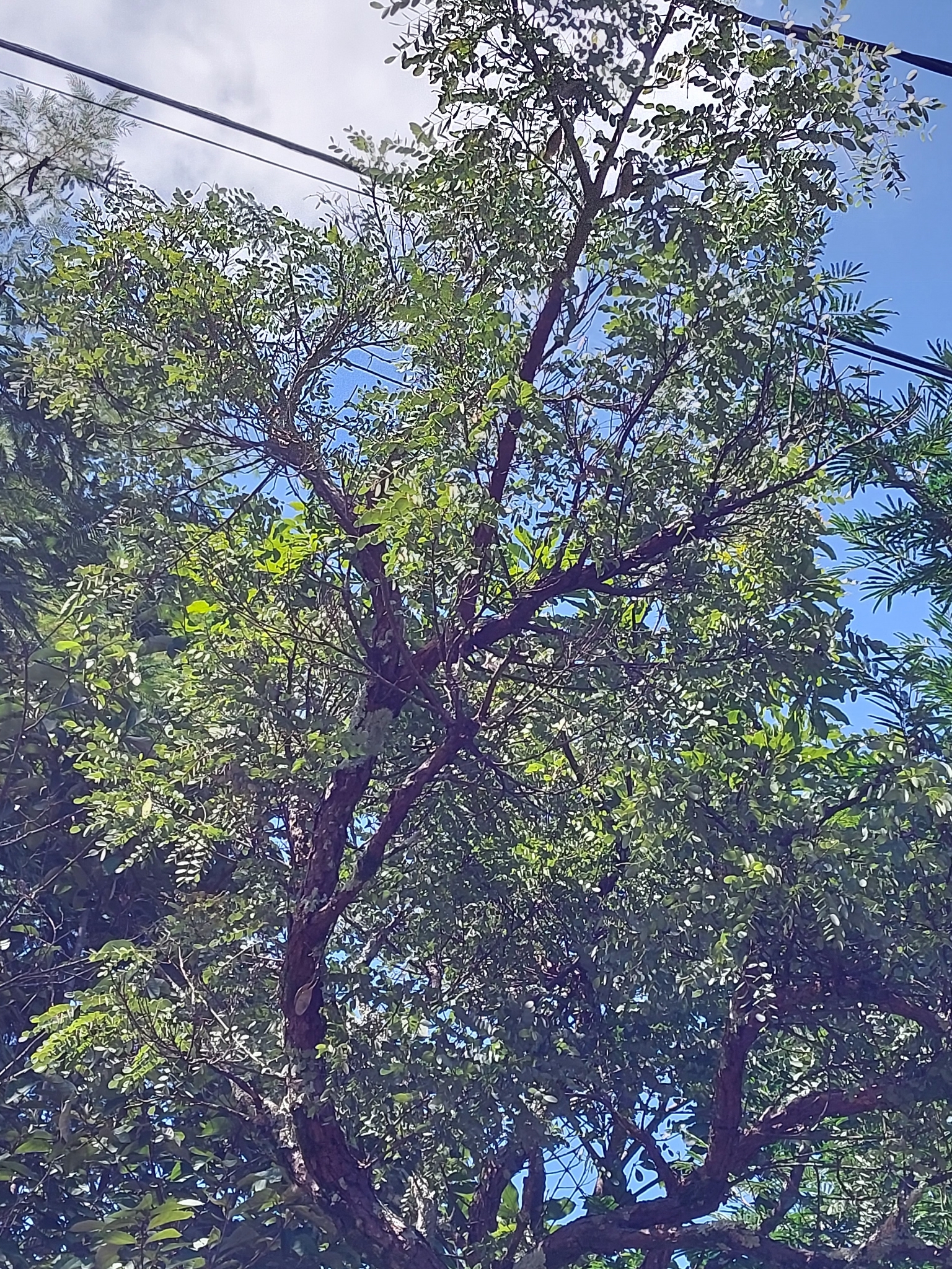 Imagem de Caviúna-do-cerrado