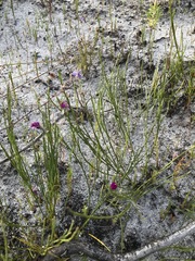 Amphithalea biovulata