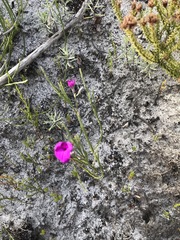 Amphithalea biovulata