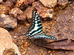 Graphium policenes policenes
