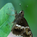Hyarotis adrastus praba - Photo (c) hondapcx, algunos derechos reservados (CC BY)