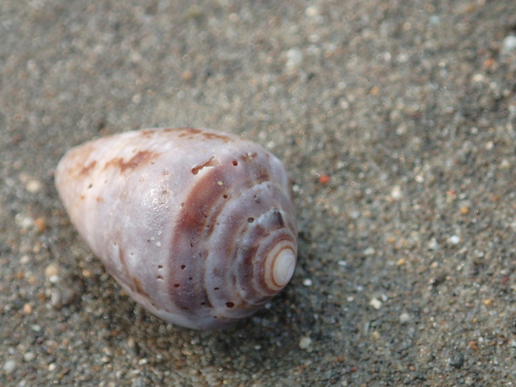 Coronated cone
