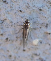 Caeciliusidae