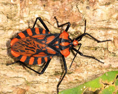 Spartocera pantomima
