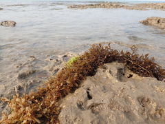 Sargassum ilicifolium