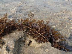 Sargassum ilicifolium