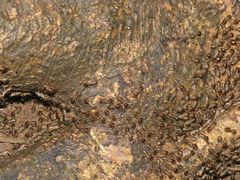 Macrotermes annandalei