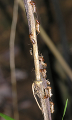 Macrotermes annandalei