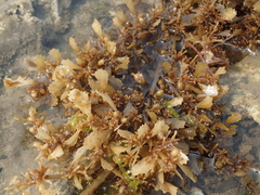 Sargassum ilicifolium