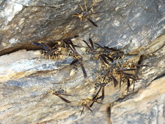 Polistes comanchus navajoe