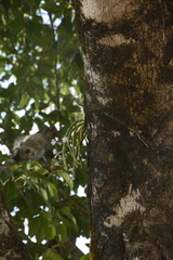 Dendrobium crepidatum