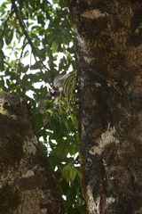 Dendrobium crepidatum