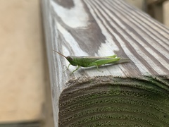 Stenacris vitreipennis