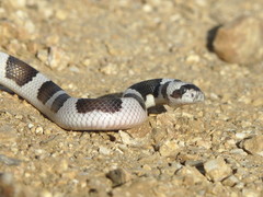 Phyllorhynchus browni