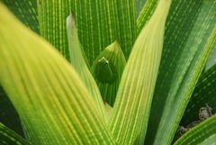 Sphaenorhynchus caramaschii