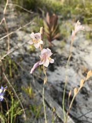 Gladiolus martleyi