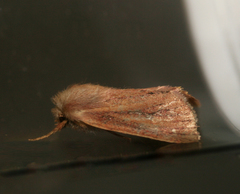 Denticucullus pygmina