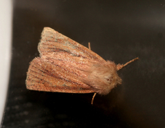 Denticucullus pygmina