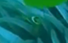 Amphiprion bicinctus