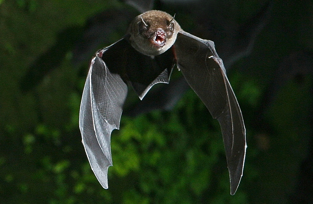 Davy's Naked-Backed Bat
