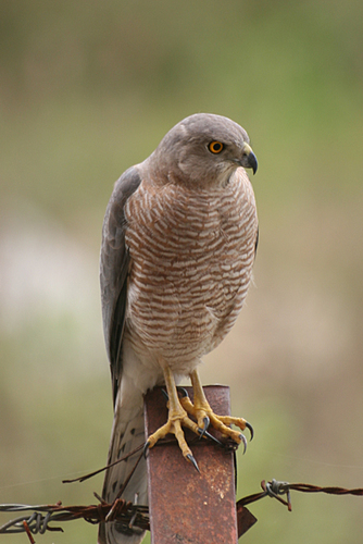 Shikra