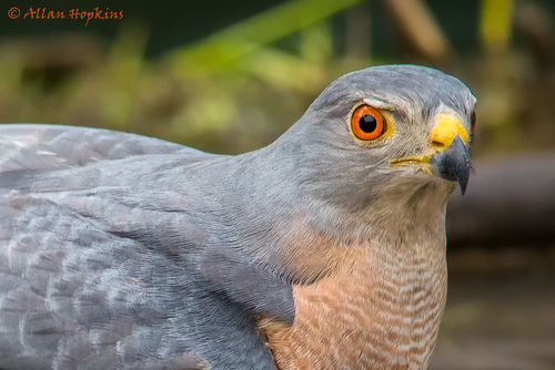 Shikra