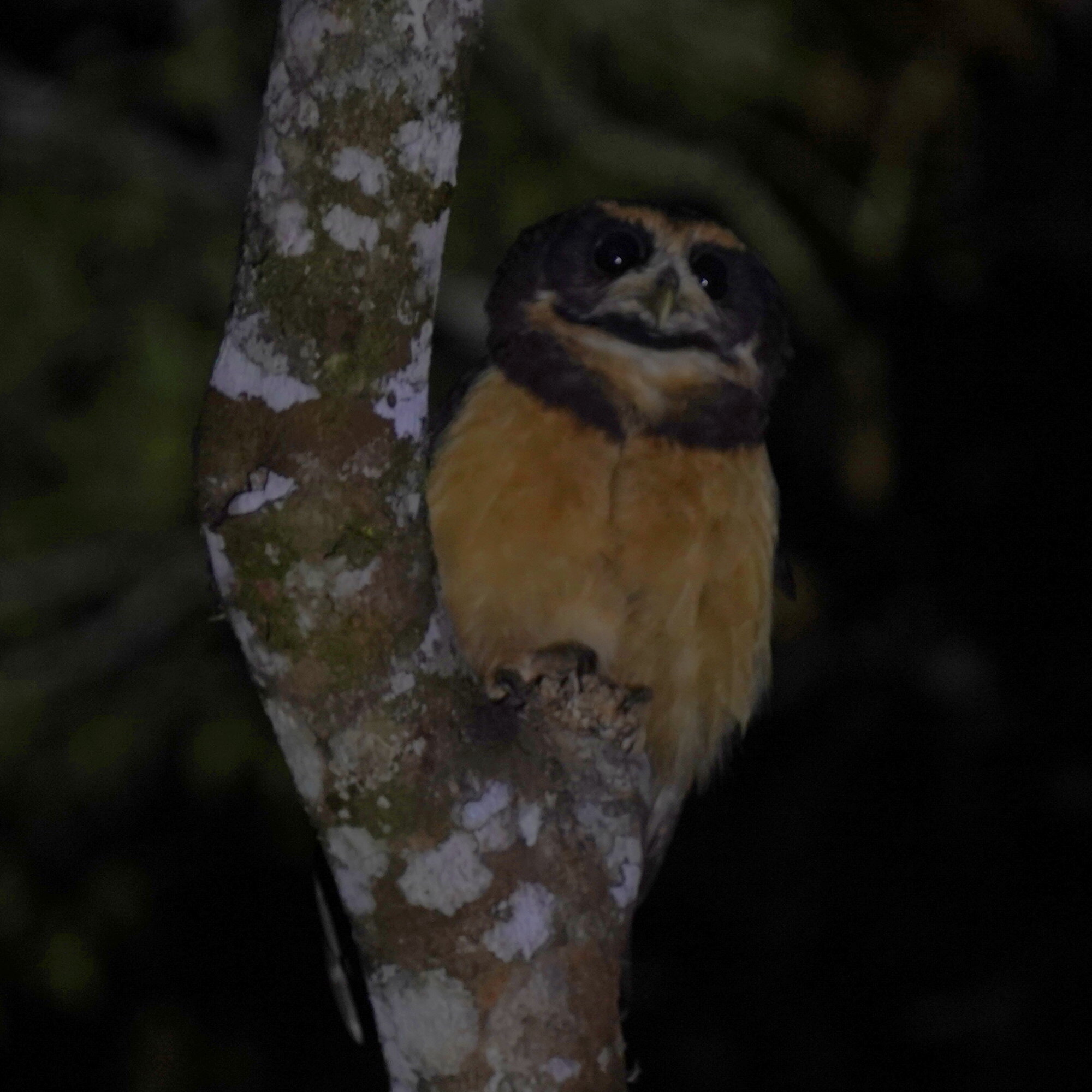 Tawny-browed Owl (Pulsatrix koeniswaldiana), photo 3