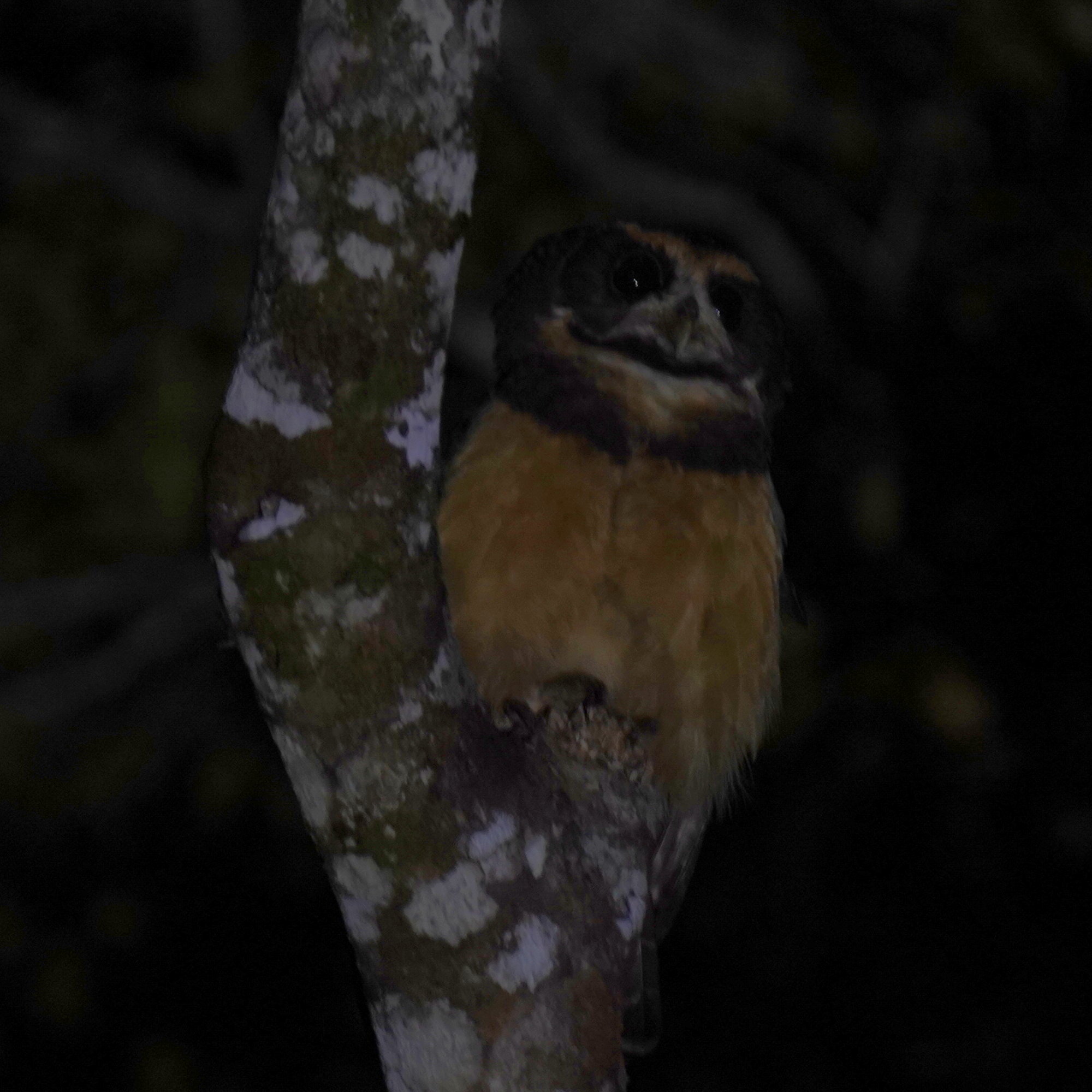 Tawny-browed Owl (Pulsatrix koeniswaldiana), photo 4
