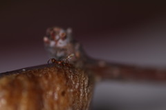 Anastatus semiflavidus