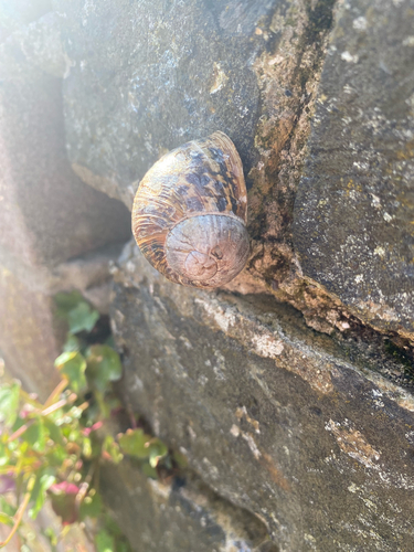 Cornu aspersum