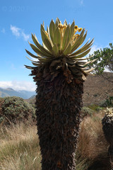 Espeletia hartwegiana