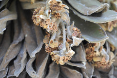 Espeletia hartwegiana