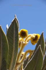 Espeletia hartwegiana