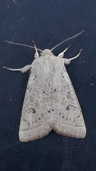 Orthosia gracilis