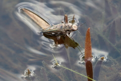 Chalcophora georgiana