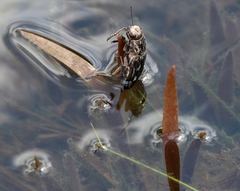 Chalcophora georgiana