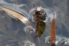 Chalcophora georgiana