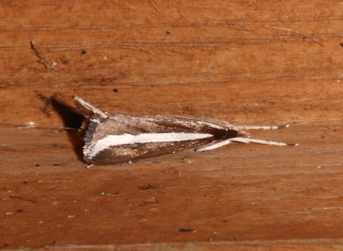 Reed-boring Crambid Moth photo 3