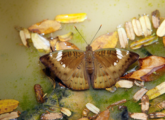 Euthalia aconthea garuda