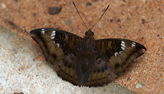 Euthalia aconthea garuda