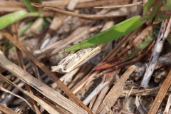 Crambus satrapellus