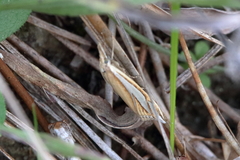 Crambus satrapellus