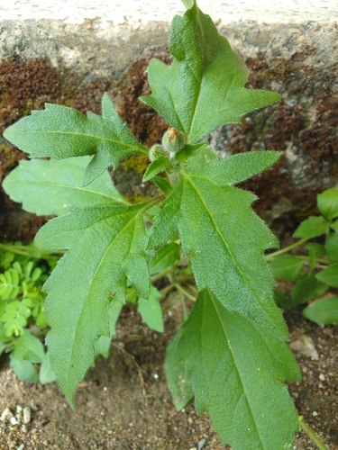 Tridax Daisy