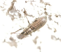 Sitona lineatus